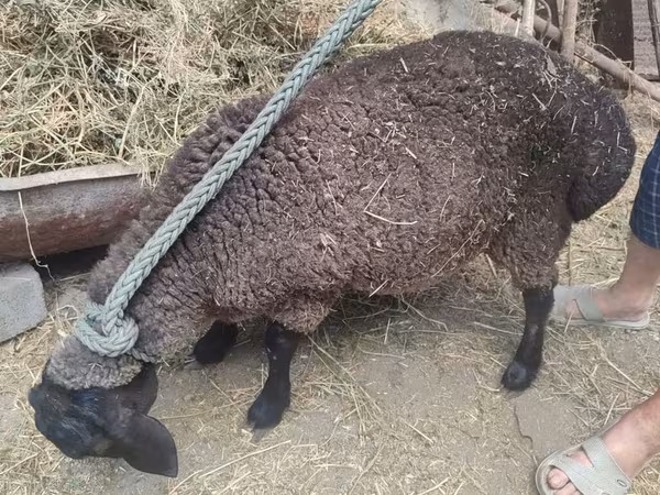 Қой, Saryarka sheep