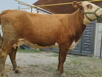 Сиыр, Simmental cattle — 6-сурет