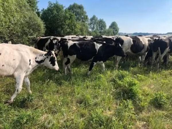 गाय, Russian Black pied cattle