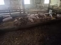 Säue, Schweine — Foto 2