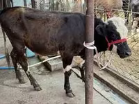 Toro, Swiss cattle — foto 3