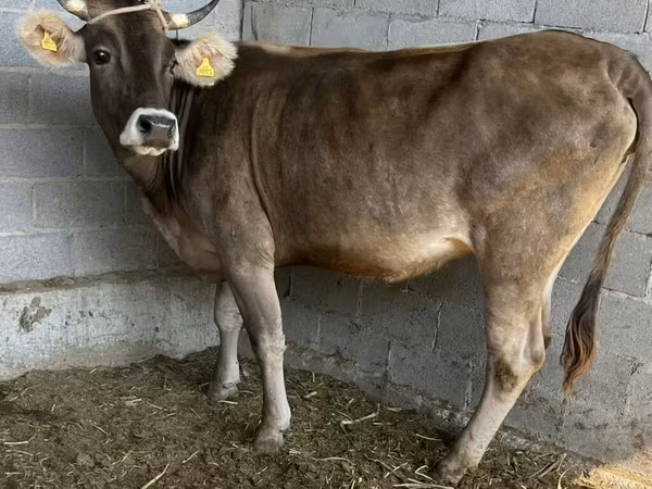 Kuh, Swiss cattle — Kirgisistan
