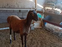 公羊, Sheep — 照片 1