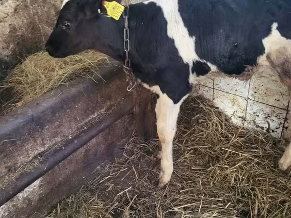 Bulle, Holstein-Rasse