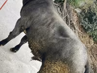 Бұқа, Бельгиялық көк — 8-сурет