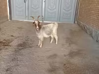 Ziege, Alpine goat — Foto 3