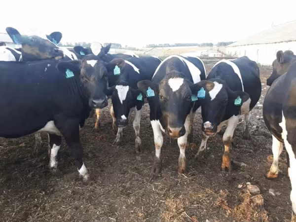 Сиыр, Russian Black pied cattle — Ресей
