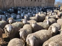 मेढ़ा, Kazakh fat-tailed coarsewool sheep — फ़ोटो 7