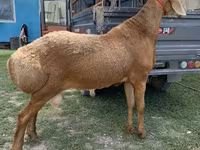 Carnero, Arashan sheep — foto 3