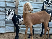 Cabra, Nubian Goat — foto 4