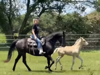 Stute, Rocky Mountain Horse — Foto 4