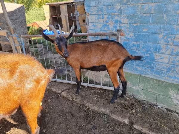 Ziege, Alpine goat