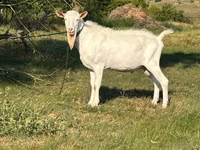 Ziegenbock, Saanen goat — Foto 3