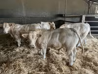 Bulle, Charolais cattle — Foto 2
