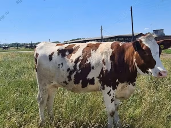 गाय, Russian Black pied cattle