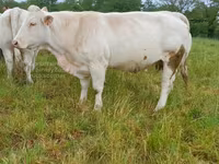 Сиыр, Charolais cattle — 4-сурет
