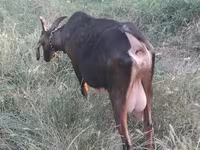 母山羊, Nubian Goat — 照片 3