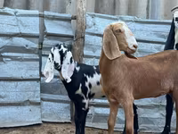 Cabra, Nubian Goat — foto 2