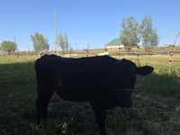 Vaca, Swiss cattle — foto 2