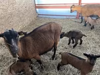 Ешкі, Alpine goat — 1-сурет