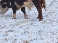 公牛, Cattle — 照片 8