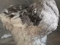 कोचीन — फ़ोटो 4