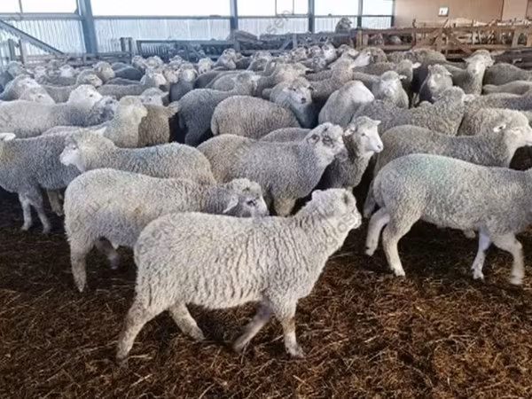 母羊, Kuibyshev sheep