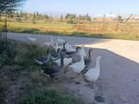 Geese — फ़ोटो 1
