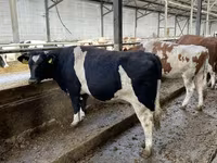 गाय, Russian Black pied cattle — फ़ोटो 4