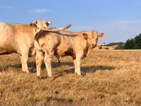 Бұқа, Charolais cattle — 1-сурет