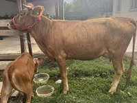 Cow, Cattle — photo 1
