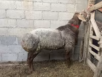 Oveja, Ovejas — foto 1