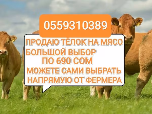 Cow, Cattle