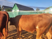 Bull, Cattle — photo 2