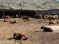 Сиыр, Latvian Blue cattle — 5-сурет