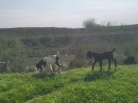 Теке, Nubian Goat — 1-сурет