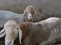 Carnero, Arashan sheep — foto 6