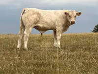 Toro, Raza de vaca — foto 3