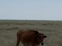 Сиыр, Ірі қара — 3-сурет