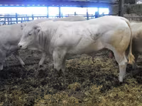 Бұқа, Blonde d’Aquitane cattle — 6-сурет