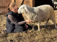 كبش, Assaf sheep — الصورة 2