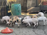 Sow, Pigs — photo 5
