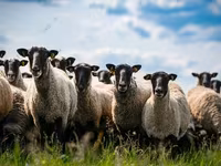 Widder, Romanov sheep — Foto 3