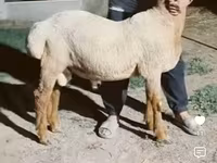Қошқар, Arashan sheep — 2-сурет