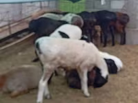 Қошқар, Hissar sheep — 1-сурет