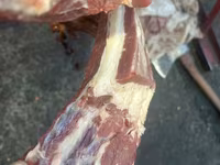 Оптовый мясной рынок Чуйгун Мясо конина Жылкы эти, устукан/часть — photo 5