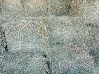 Vind baloți de lucerna 1 cosire-50lei/balot, a2-cosire 60lei balot.Sunt frunzoși și păstrați foarte — الصورة 2