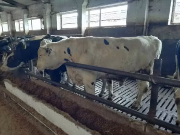 Kuh, Holstein-Rasse — Russland