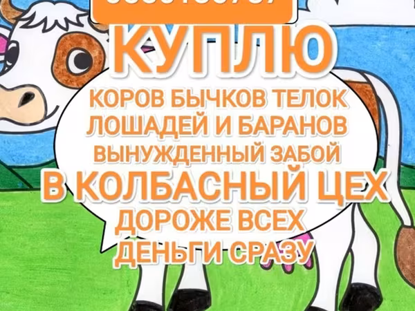 Бие, Жылқылар — Қырғызстан