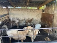 母羊, Rhon sheep — 照片 2